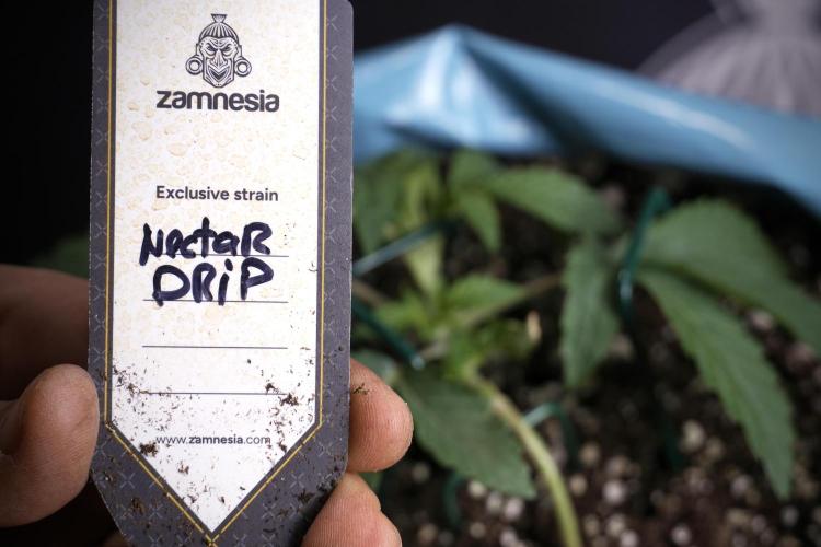 TicaL X Zamnesia-NectarDrip pack#268/750. Week 5 - Nectar trainings