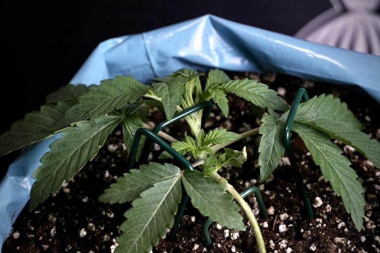 TicaL X Zamnesia-NectarDrip pack#268/750. Week 5 - Nectar trainings