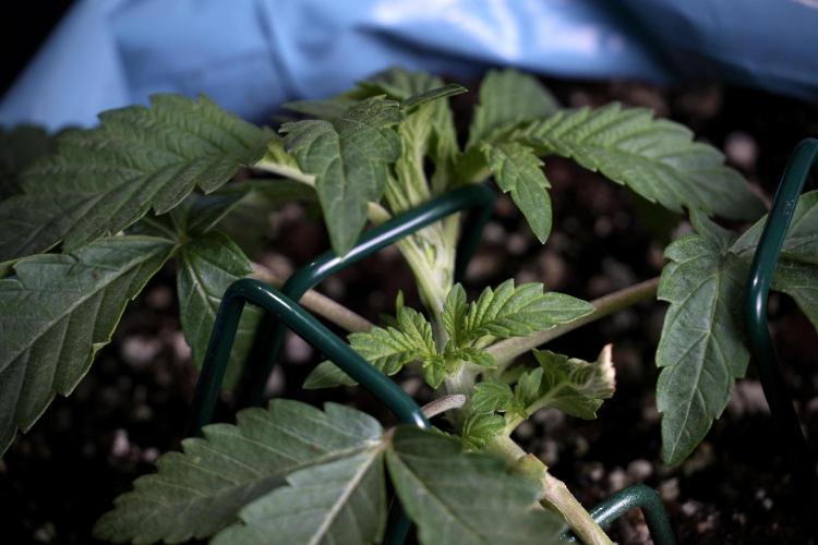 TicaL X Zamnesia-NectarDrip pack#268/750. Week 5 - Nectar trainings