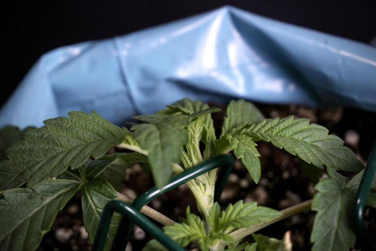 TicaL X Zamnesia-NectarDrip pack#268/750. Week 5 - Nectar trainings