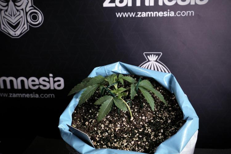 TicaL X Zamnesia-NectarDrip pack#268/750. Week 5 - Nectar trainings