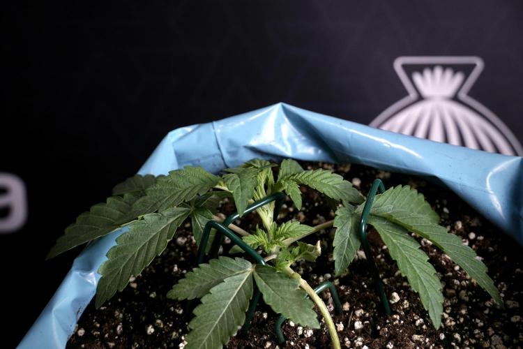 TicaL X Zamnesia-NectarDrip pack#268/750. Week 5 - Nectar trainings