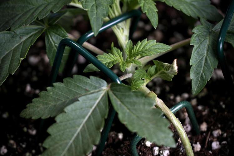 TicaL X Zamnesia-NectarDrip pack#268/750. Week 5 - Nectar trainings