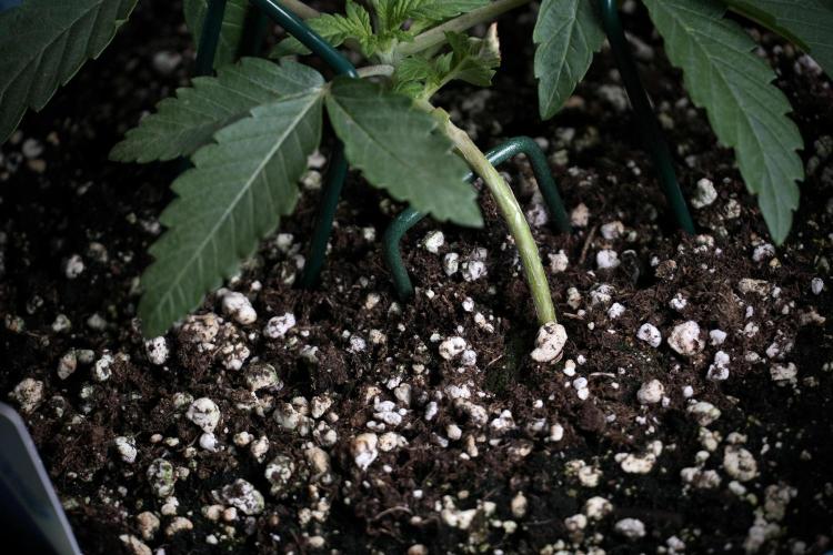 TicaL X Zamnesia-NectarDrip pack#268/750. Week 5 - Nectar trainings