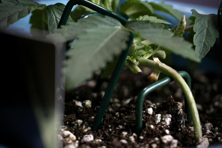 TicaL X Zamnesia-NectarDrip pack#268/750. Week 5 - Nectar trainings