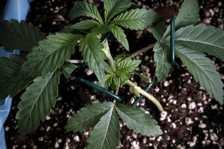 TicaL X Zamnesia-NectarDrip pack#268/750. Week 5 - Nectar trainings