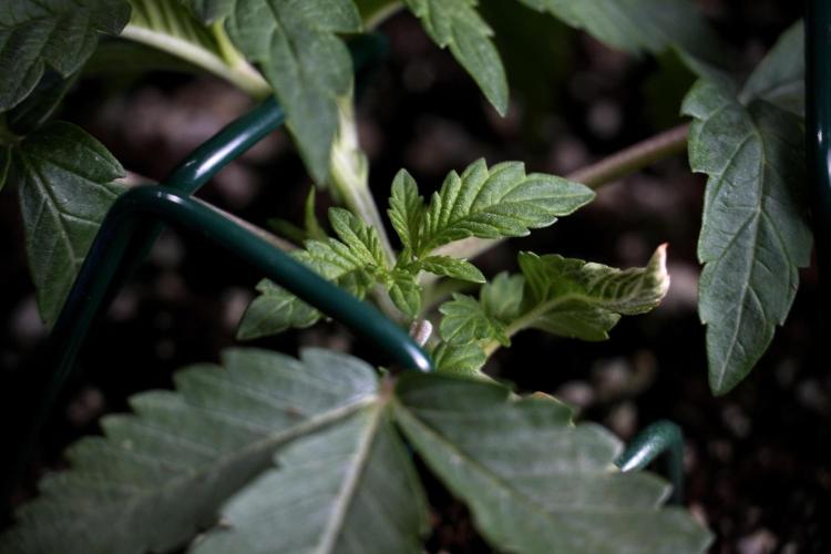 TicaL X Zamnesia-NectarDrip pack#268/750. Week 5 - Nectar trainings