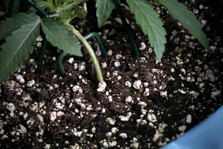 TicaL X Zamnesia-NectarDrip pack#268/750. Week 5 - Nectar trainings