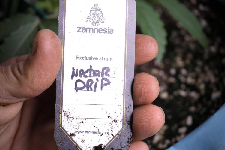 TicaL X Zamnesia-NectarDrip pack#268/750. Week 5 - Nectar Drip tag 