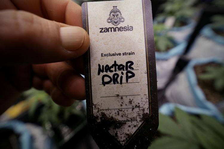 TicaL X Zamnesia-NectarDrip pack#268/750. Week 5 - Nectar exclusive strain 