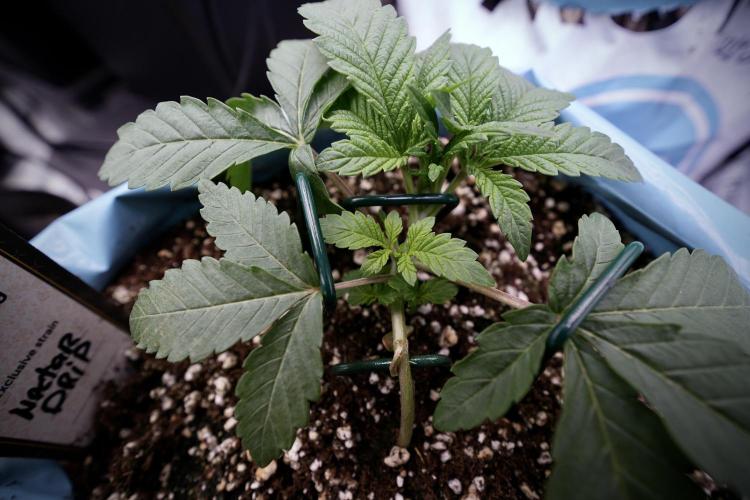 TicaL X Zamnesia-NectarDrip pack#268/750. Week 5 - Nectar trainings