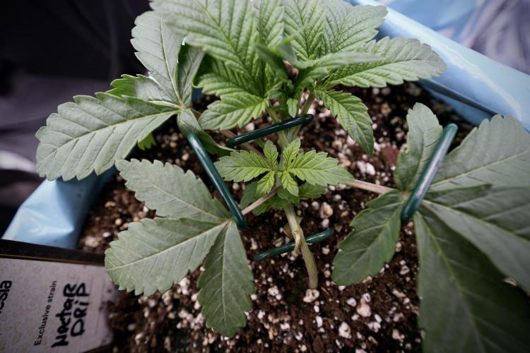 TicaL X Zamnesia-NectarDrip pack#268/750. Week 5 - Nectar trainings