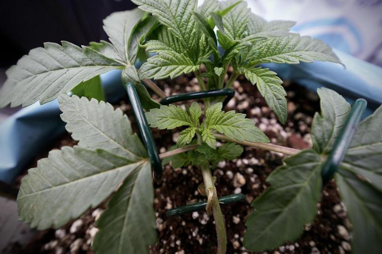 TicaL X Zamnesia-NectarDrip pack#268/750. Week 5 - Nectar trainings