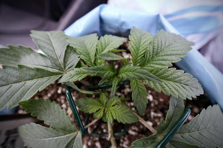 TicaL X Zamnesia-NectarDrip pack#268/750. Week 5 - Nectar trainings