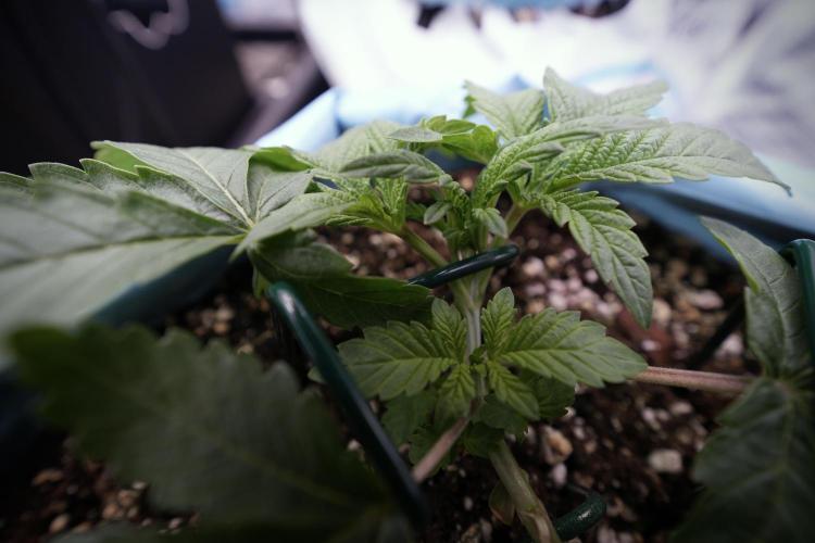 TicaL X Zamnesia-NectarDrip pack#268/750. Week 5 - Nectar trainings