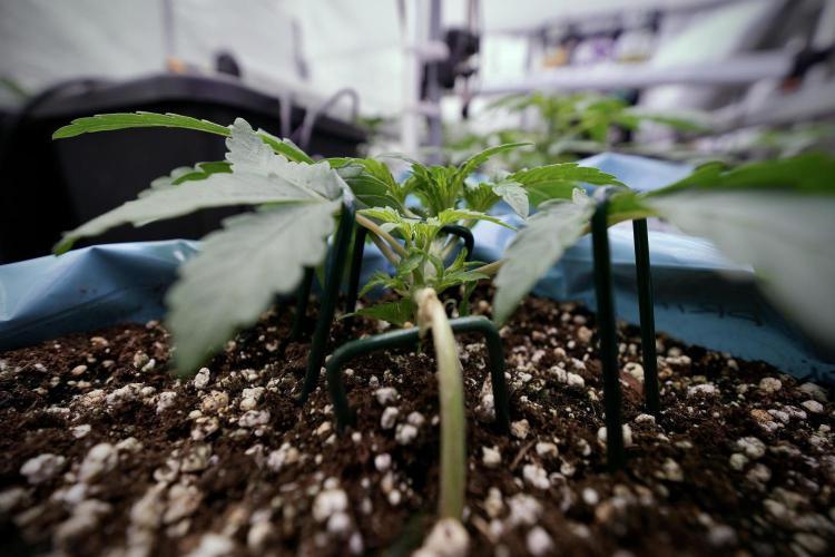 TicaL X Zamnesia-NectarDrip pack#268/750. Week 5 - Nectar trainings