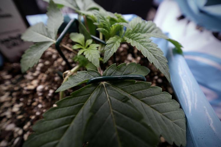 TicaL X Zamnesia-NectarDrip pack#268/750. Week 5 - Nectar trainings