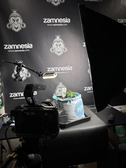 TicaL X Zamnesia-NectarDrip pack#268/750. Week 5 - Room and vibes