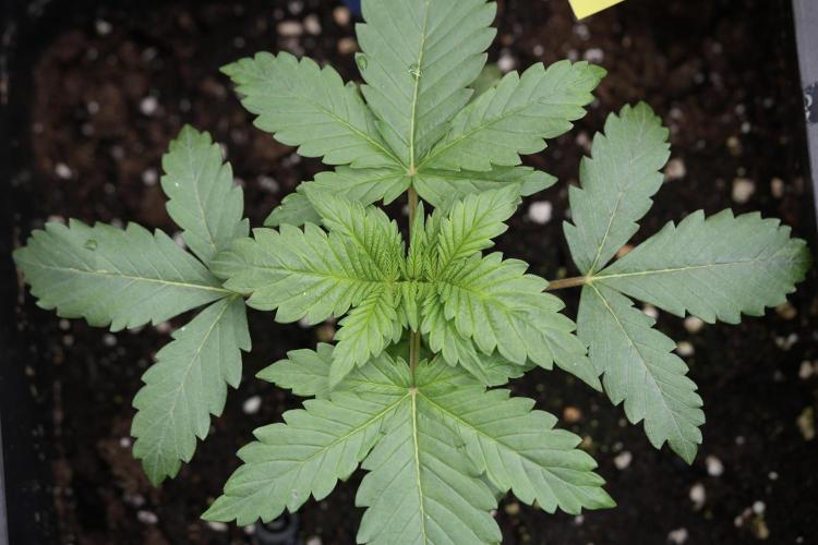 LSD Zamnesia Trippping. Week 4 - 12/12 From Seed LSD