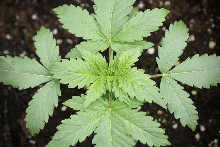 LSD Zamnesia Trippping. Week 4 - 12/12 From Seed LSD