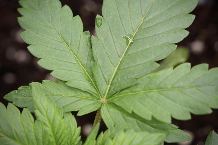 LSD Zamnesia Trippping. Week 4 - 12/12 From Seed LSD