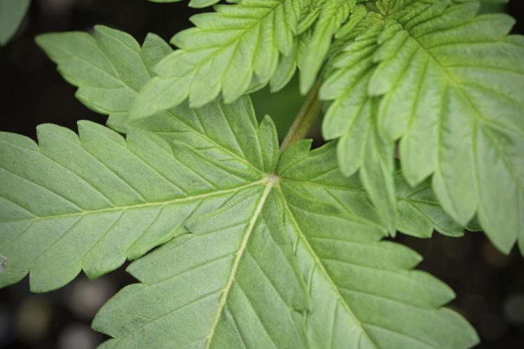 LSD Zamnesia Trippping. Week 4 - 12/12 From Seed LSD