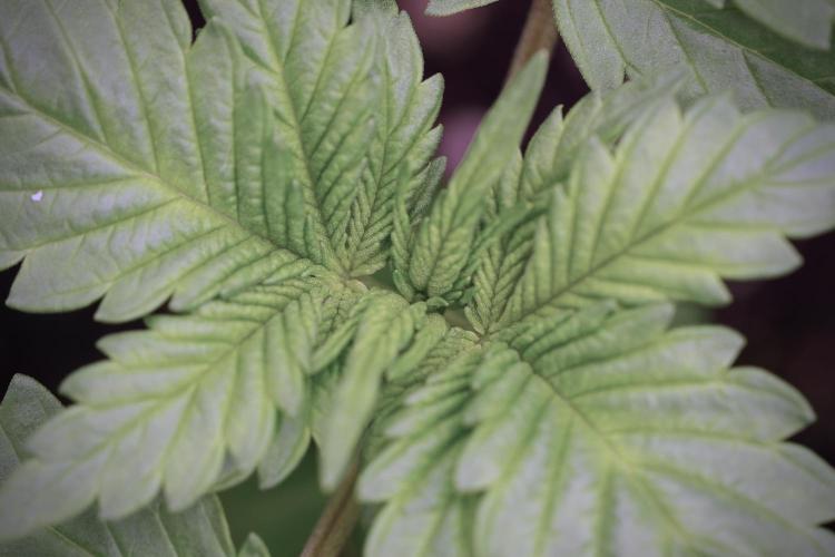 LSD Zamnesia Trippping. Week 4 - 12/12 From Seed LSD