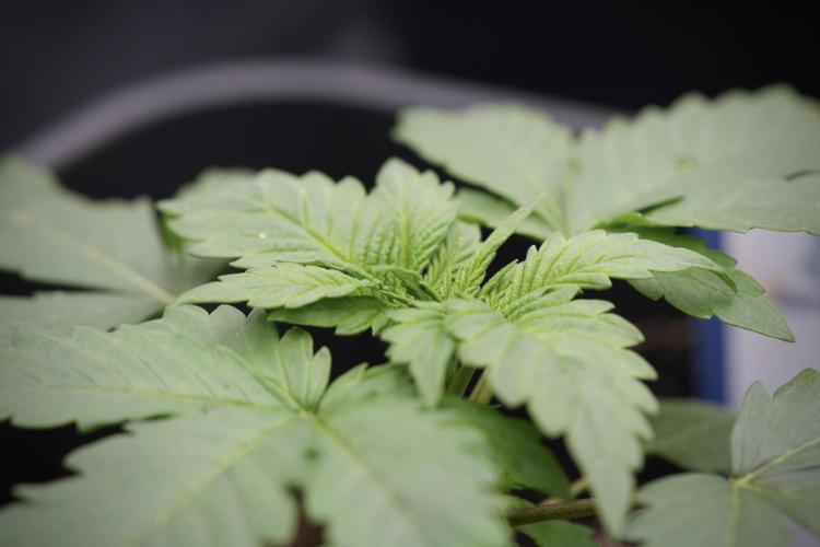 LSD Zamnesia Trippping. Week 4 - 12/12 From Seed LSD