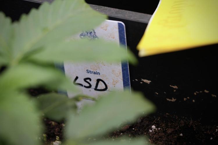 LSD Zamnesia Trippping. Week 4 - the other LSD 