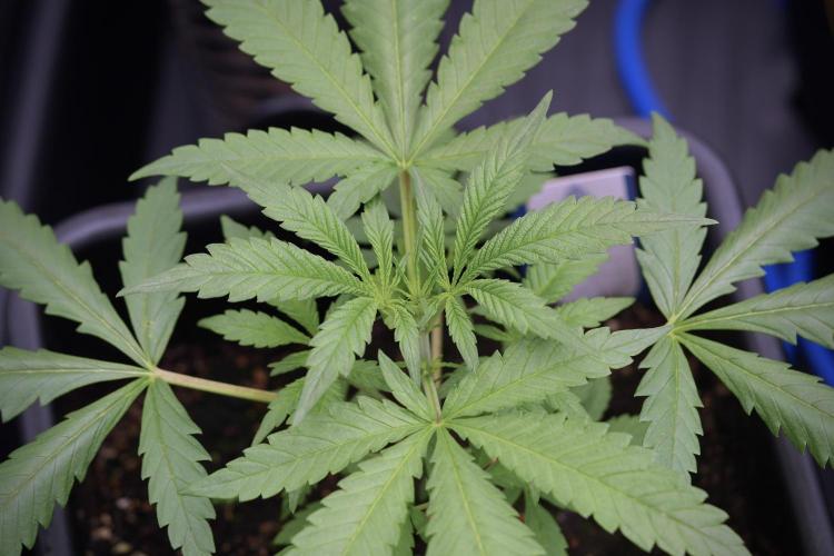 LSD Zamnesia Trippping. Week 4 - the other LSD 