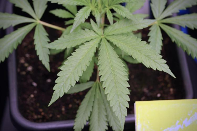 LSD Zamnesia Trippping. Week 4 - the other LSD 