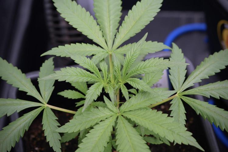 LSD Zamnesia Trippping. Week 4 - the other LSD 