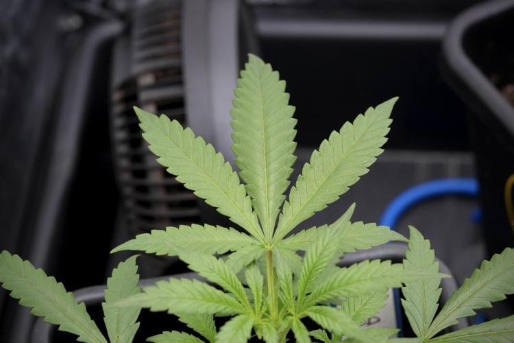 LSD Zamnesia Trippping. Week 4 - the other LSD 