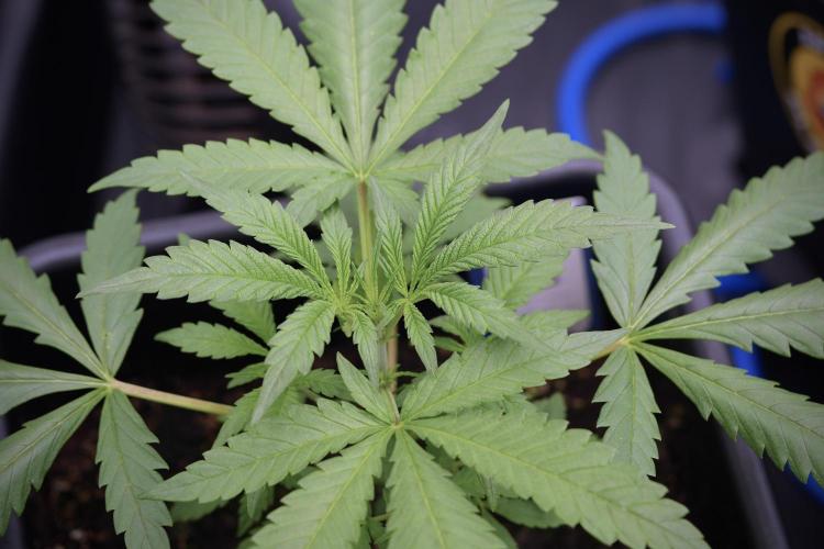 LSD Zamnesia Trippping. Week 4 - the other LSD 