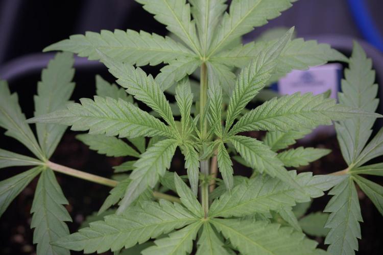 LSD Zamnesia Trippping. Week 4 - the other LSD 