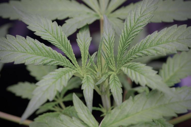 LSD Zamnesia Trippping. Week 4 - the other LSD 