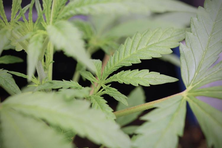 LSD Zamnesia Trippping. Week 4 - the other LSD 