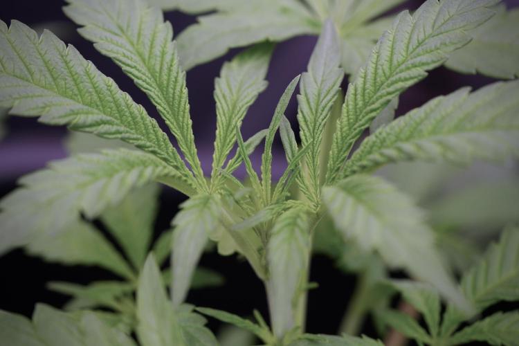 LSD Zamnesia Trippping. Week 4 - the other LSD 