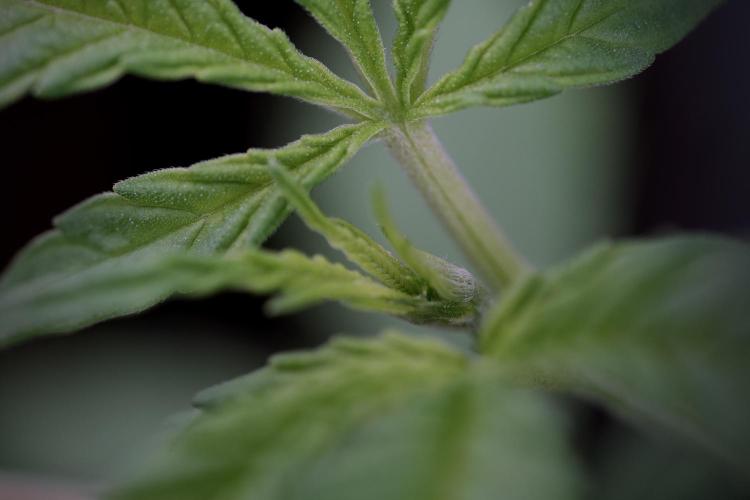 LSD Zamnesia Trippping. Week 4 - the other LSD 