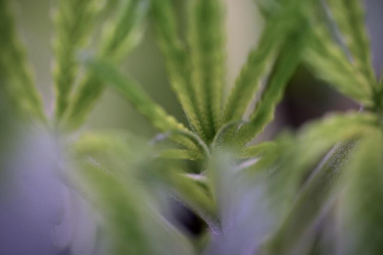 LSD Zamnesia Trippping. Week 4 - the other LSD 