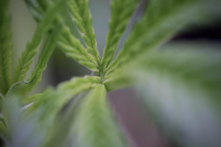 LSD Zamnesia Trippping. Week 4 - the other LSD 