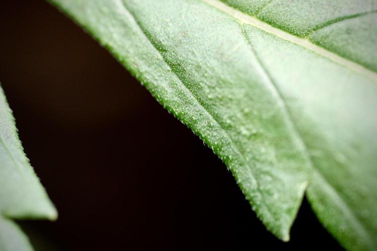 LSD Zamnesia Trippping. Week 4 - the other LSD 