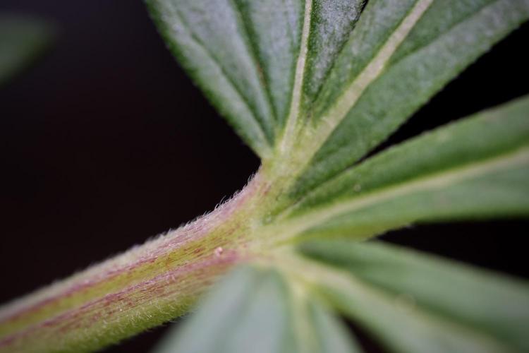 LSD Zamnesia Trippping. Week 4 - the other LSD 