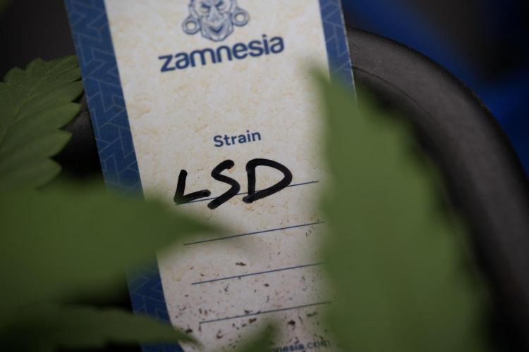 LSD Zamnesia Trippping. Week 4 - 12/12 From Seed LSD