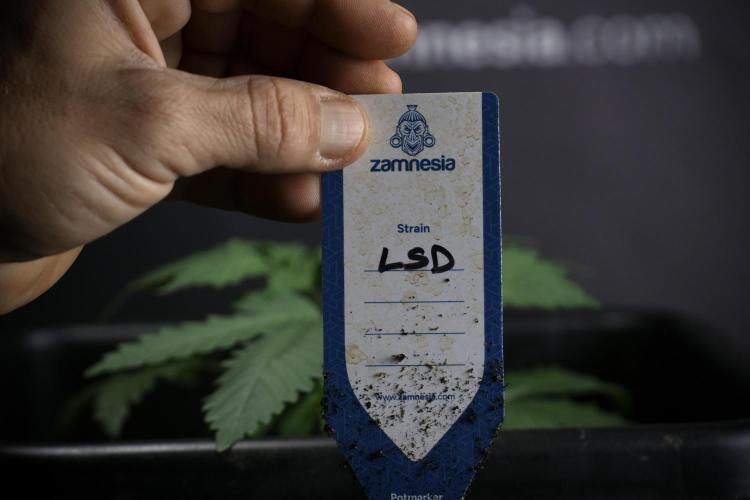 LSD Zamnesia Trippping. Week 4 - 12/12 From Seed LSD