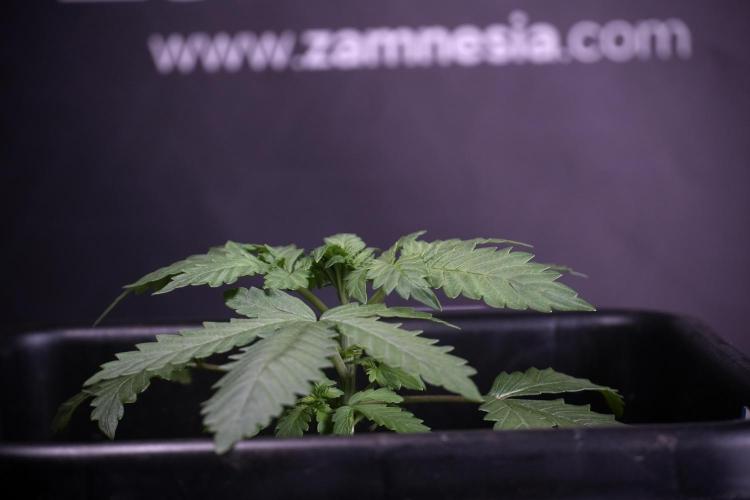 LSD Zamnesia Trippping. Week 4 - 12/12 From Seed LSD