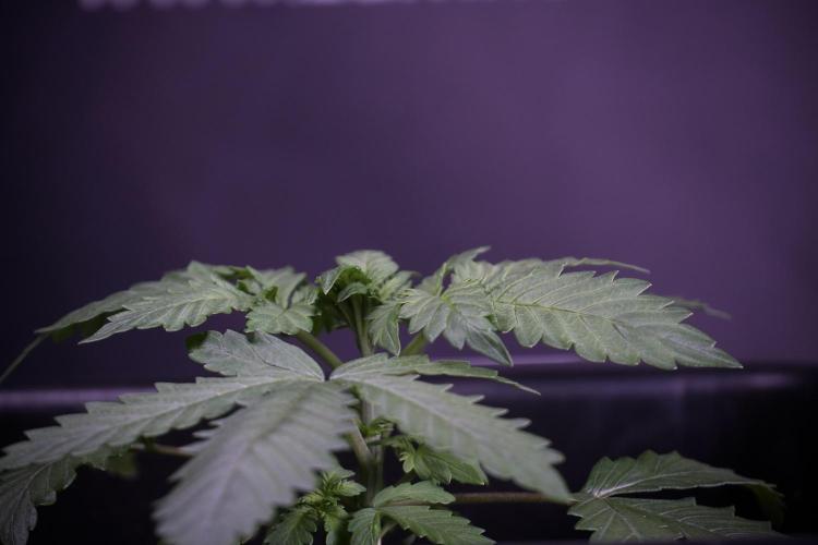 LSD Zamnesia Trippping. Week 4 - 12/12 From Seed LSD