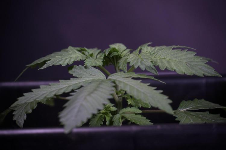 LSD Zamnesia Trippping. Week 4 - 12/12 From Seed LSD