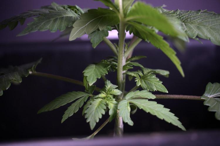 LSD Zamnesia Trippping. Week 4 - 12/12 From Seed LSD