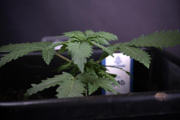 LSD Zamnesia Trippping. Week 4 - 12/12 From Seed LSD